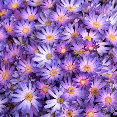 The Healing Aspects of Senetti Salmon in Witchcraft Rituals